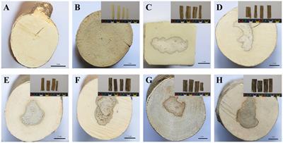 2-(2-Phenylethyl)chromones increase in Aquilaria sinensis with the formation of agarwood